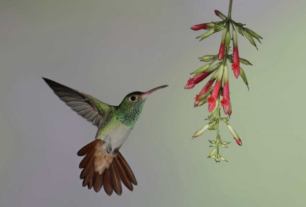 Ecuador,  Rufous-tailed hummingbird at flower